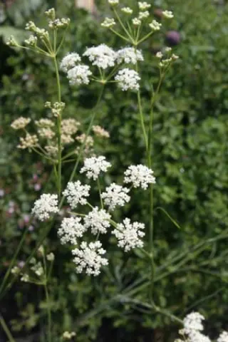 Seseli ponticum
