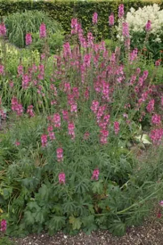 Sidalcea cusickii