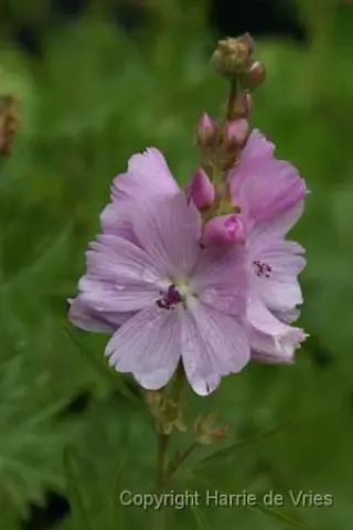 Sidalcea 'Elsie Heugh'