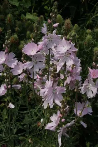 Sidalcea 'Elsie Heugh'