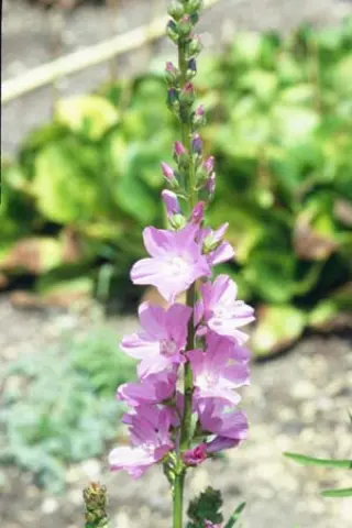 Sidalcea 'Oberon'