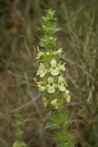 Sideritis scorzoides