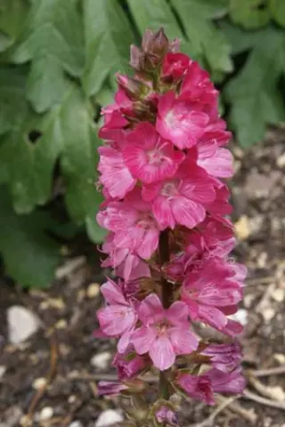 Sidalcea 'Sussex Beauty'