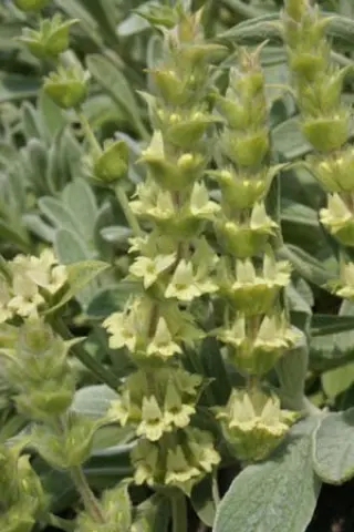 Sideritis syriaca