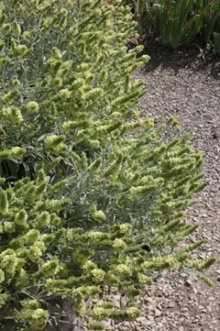 Sideritis syriaca