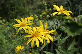 Silphium asteriscus var trifoliatum