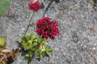 Silene asterias