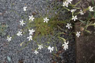 Silene atigraca