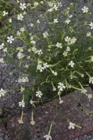 Silene atigraca