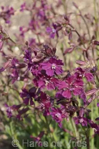 Silene atropurpurea