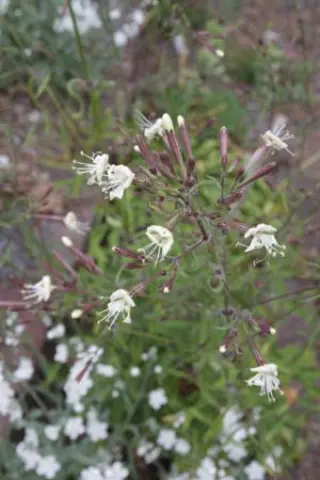 Silene colpophylla