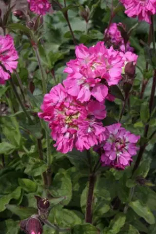 Silene dioica 'Flore Plena'