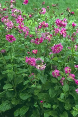 Silene dioica 'Flore Plena'