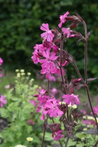 Silene dioica 'Inane'