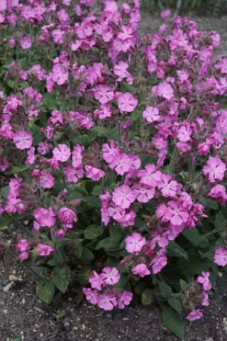 Silene dioica 'Minikin'