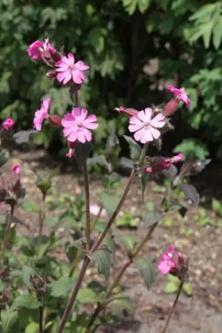 Silene dioica 'Purple Prince'