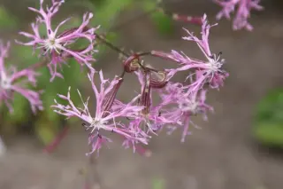 Silene fortunei