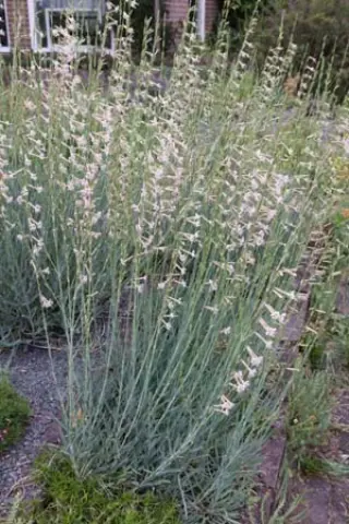 Silene friwaldskyana