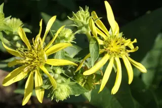 Silphium gracile