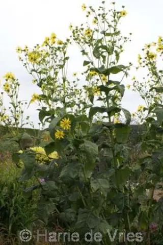 Silphium gracile