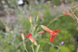 Silene laciniata 'Jack Flash'