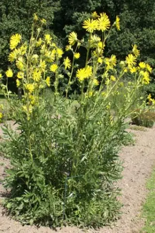 Silphium laciniatum