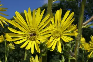 Silphium laciniatum