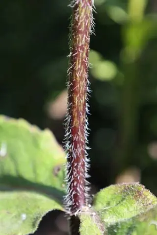 Silphium mohrii (donkere stengel)