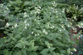 Silene multifida (Coll. Georgië)