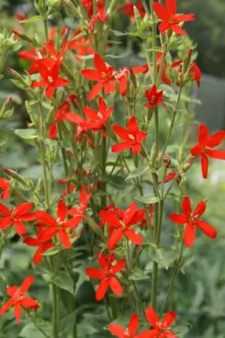 Silene regia