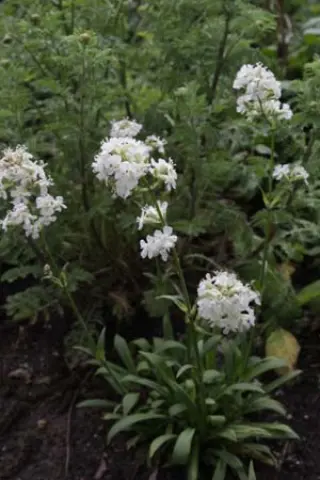 Silene samojedorum 'Alba'