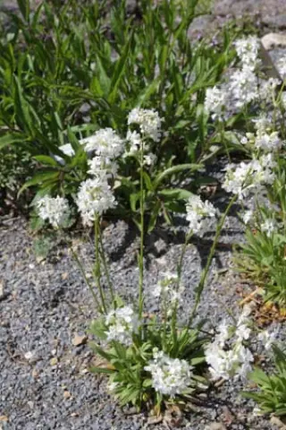 Silene samojedorum 'Alba'