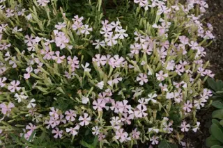 Silene schafta 'Ralph Hayward'