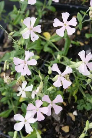 Silene schafta 'Ralph Hayward'