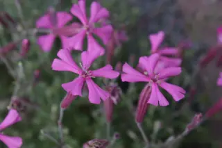 Silene schafta 'Robusta'