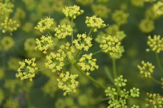 Silaum silaus