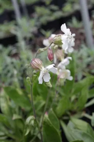 Silene sp. aomorensis