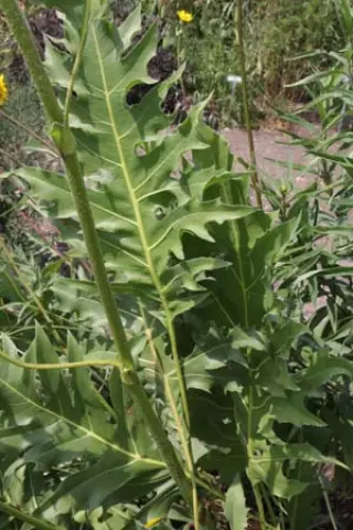 Silphium terebinthinaceum