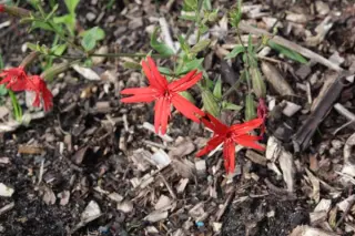 Silene virginica