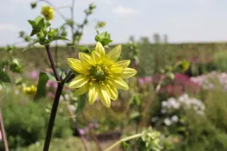 Silphium wasiotense