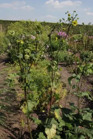 Silphium wasiotense