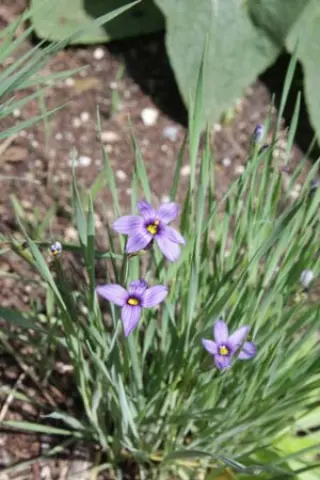 Sisyrinchium albidum