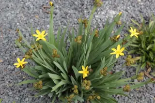Sisyrinchium californicum brachypus