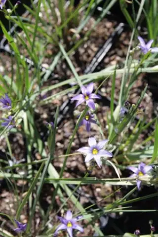 Sisyrinchium campestre