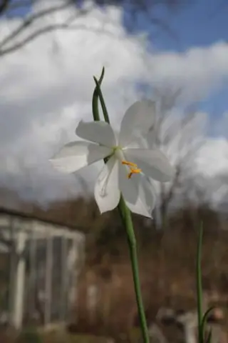Sisyrinchium douglasii 'Alba'