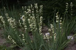 Sisyrinchium striatum