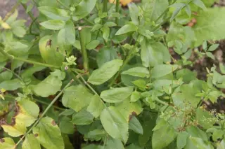 Sium sisarum