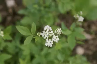 Sium sisarum