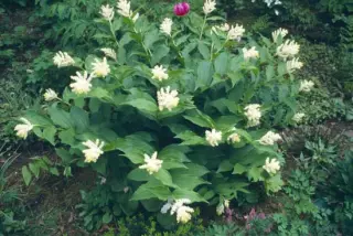 Smilacina japonica (syn. Maianthemum japonicum)