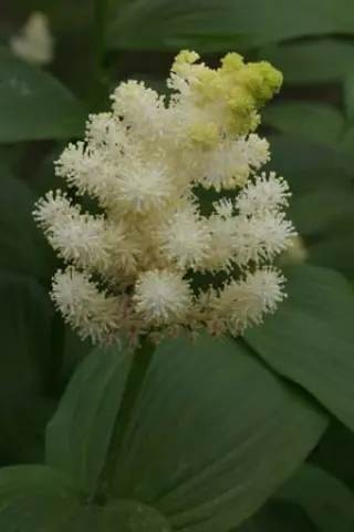 Smilacina racemosa 'Emily Moody'